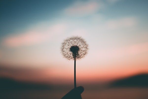 Picture of a dandelion